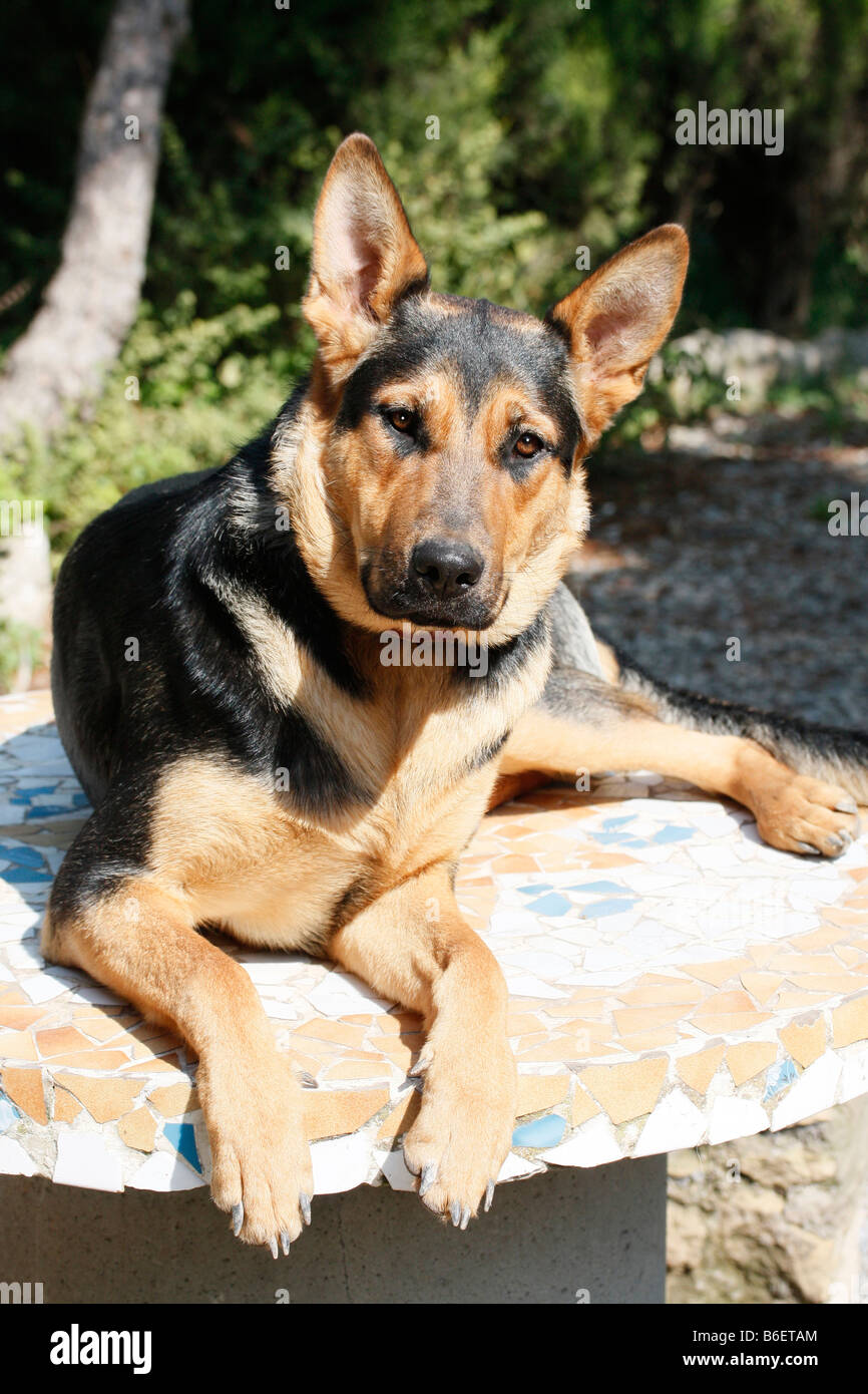 German Shepherd Breeding High Resolution Stock Photography And Images Alamy German Shepherd Breeding High Resolution Stock Photography And Images Alamy