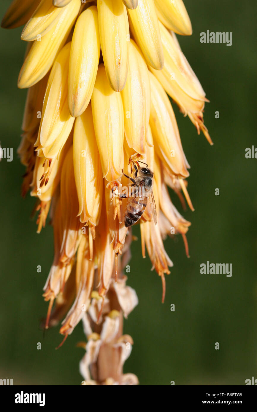 Honey bee aloe vera bloom flower yellow hi-res stock photography and images  - Alamy