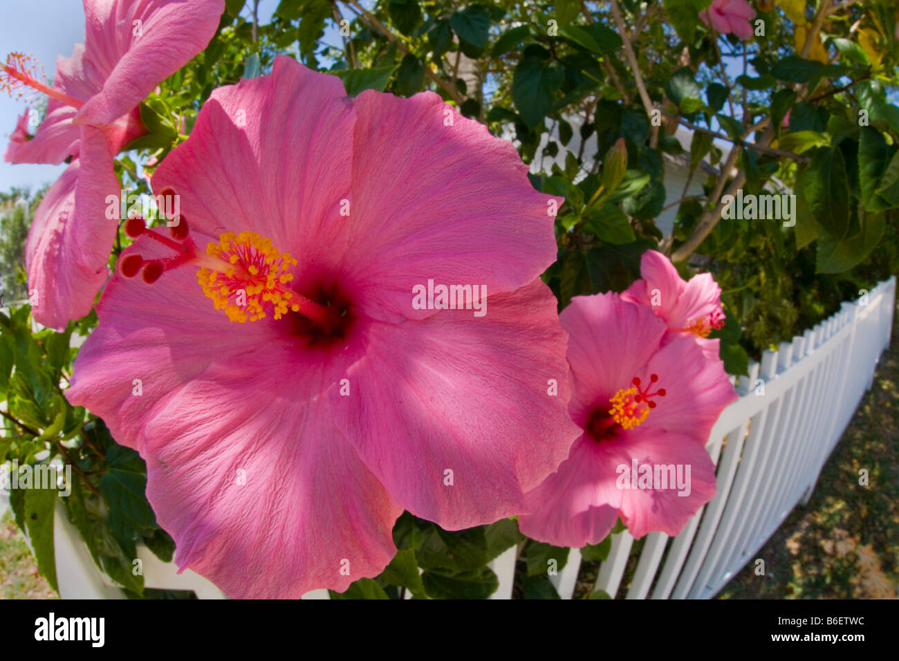 Colorful flowers hi-res stock photography and images - Alamy
