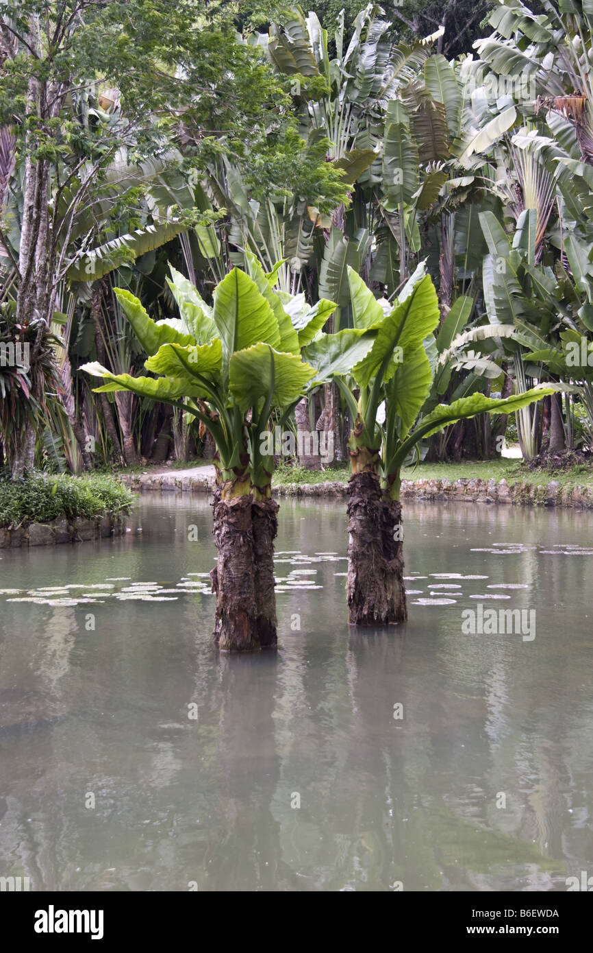 Water Banana Tree Stock Photo Alamy