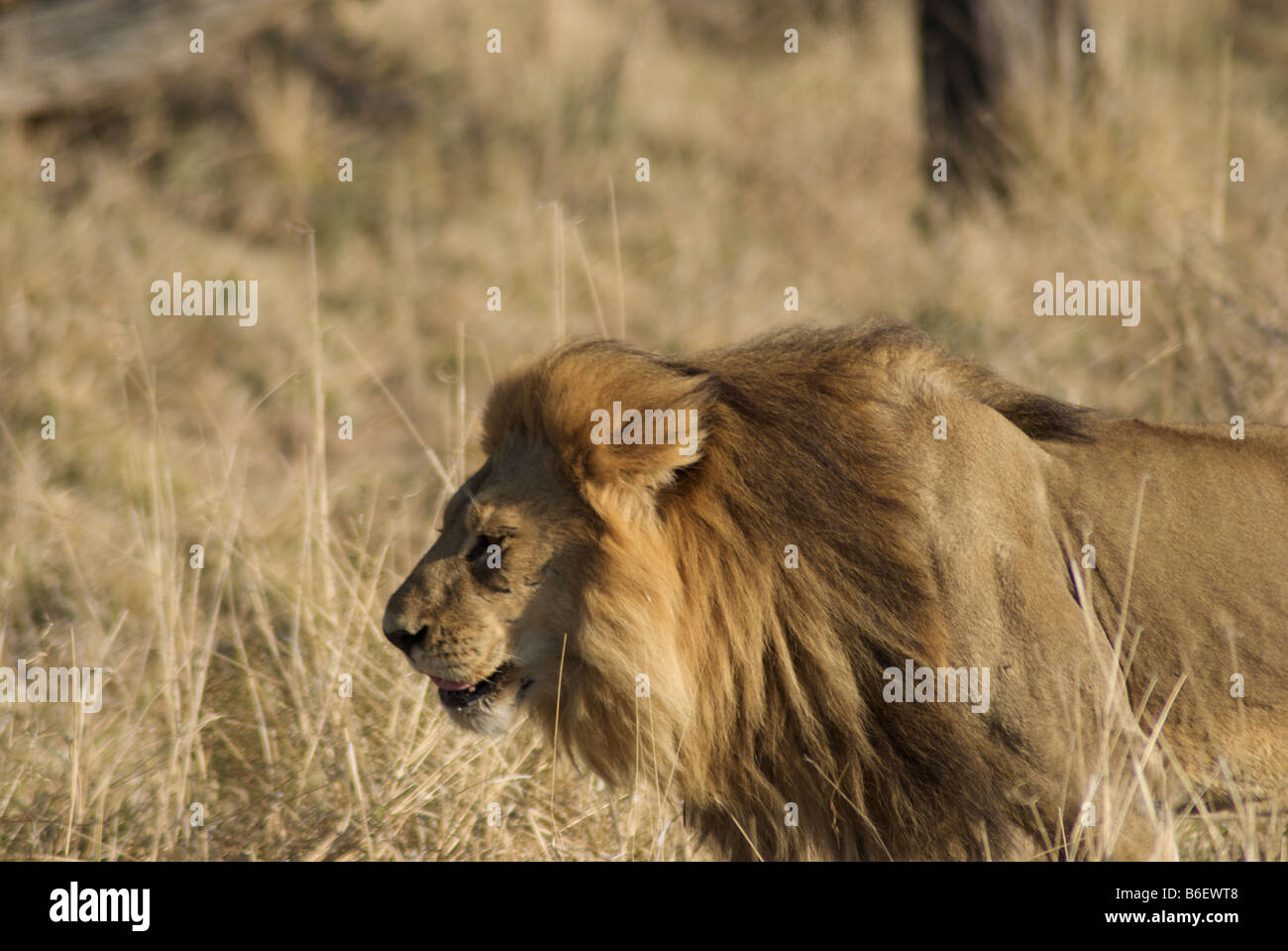 Lion in the bush hi-res stock photography and images - Alamy