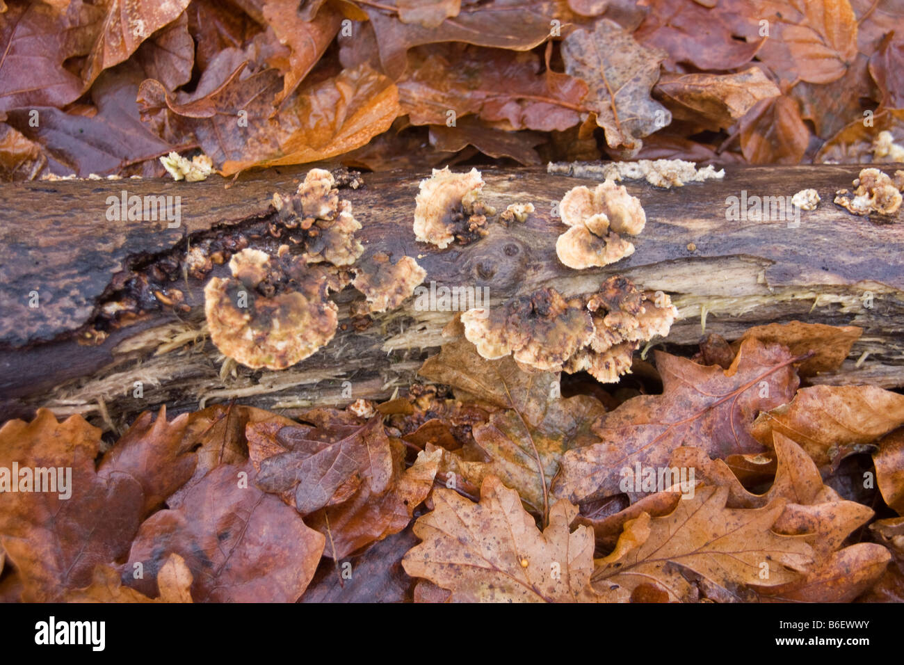 Fallen tree trunk in bed of leaves with fungus growth Stock Photo