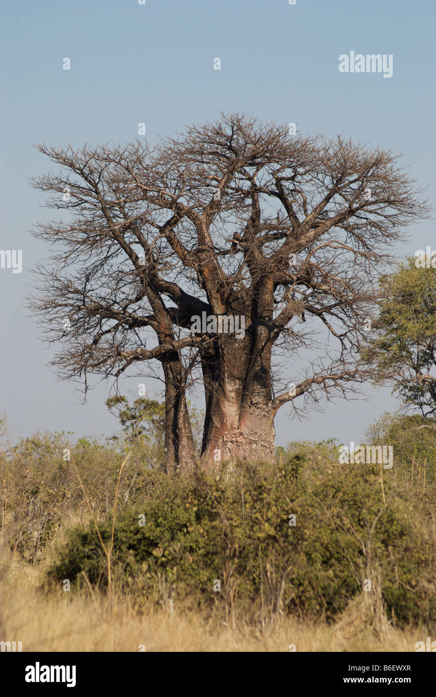 Baobab tree in African bush, Botswana, Africa Stock Photo Alamy