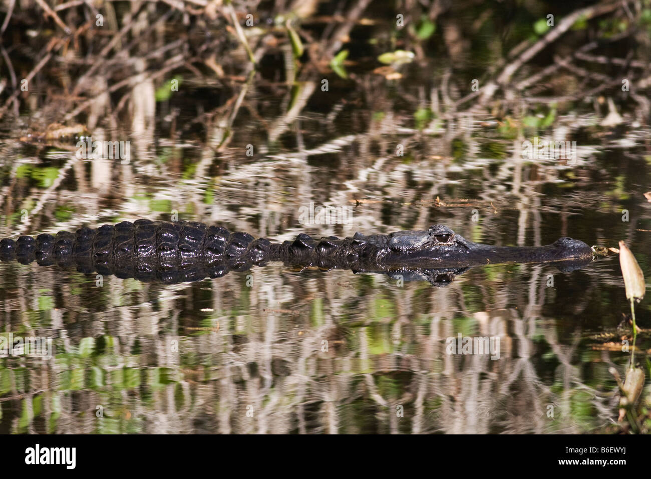 American Alligator in Everglades National Park, Florida Stock Photo