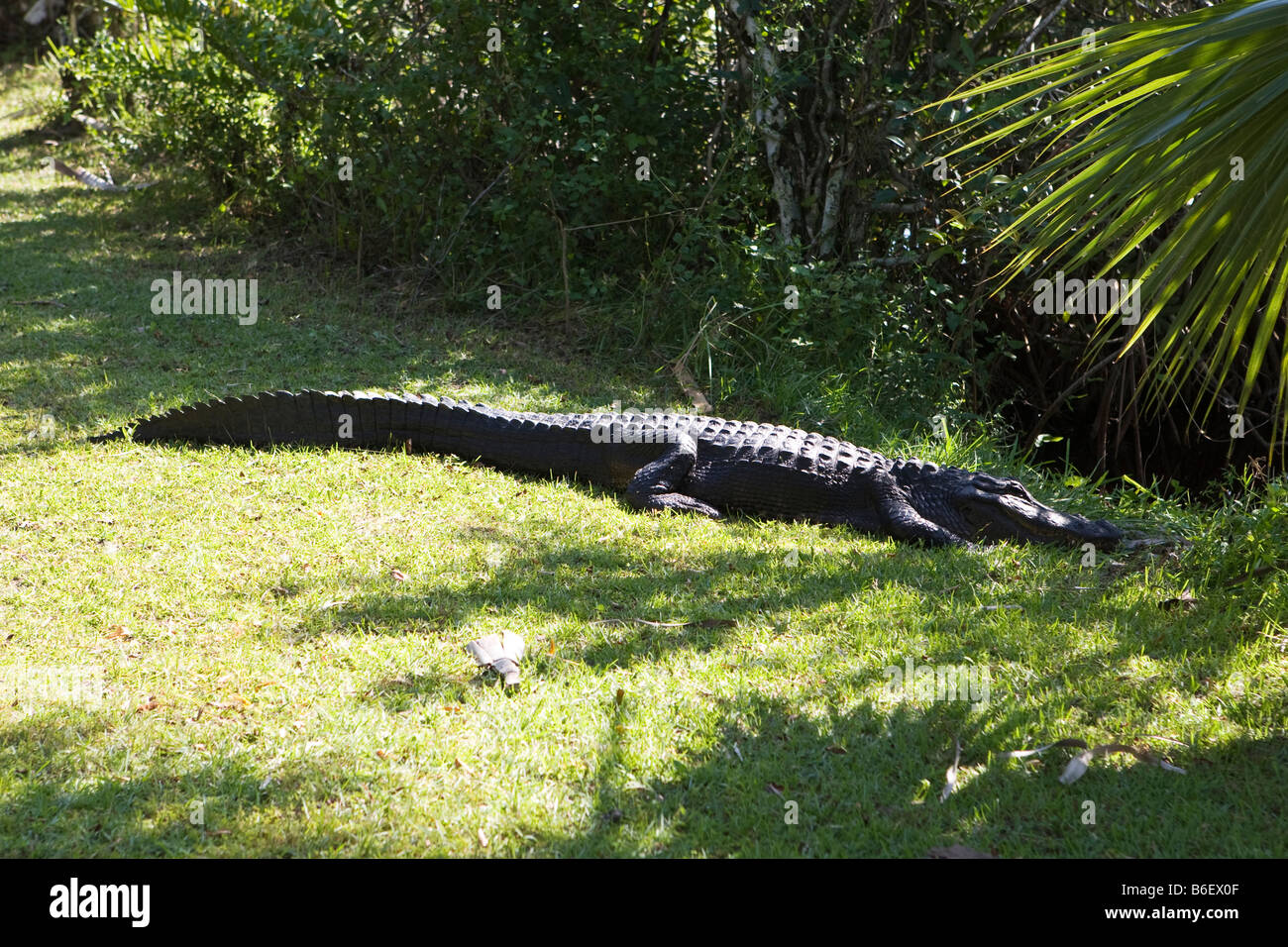 American Alligator in Everglades National Park, Florida Stock Photo