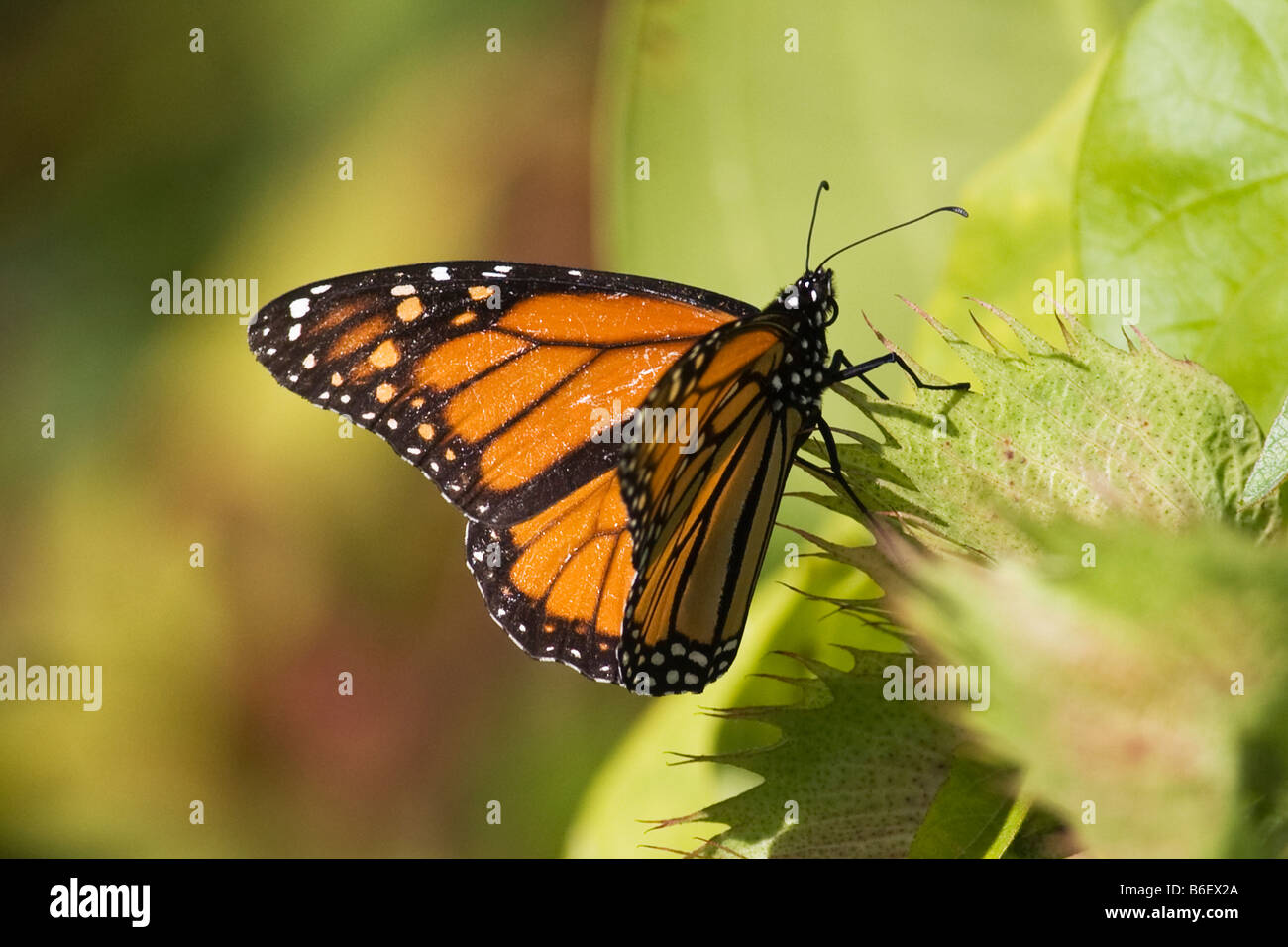Monarch Butterfly, Danaus gilippus, in Everglades National Park Florida Stock Photo Alamy