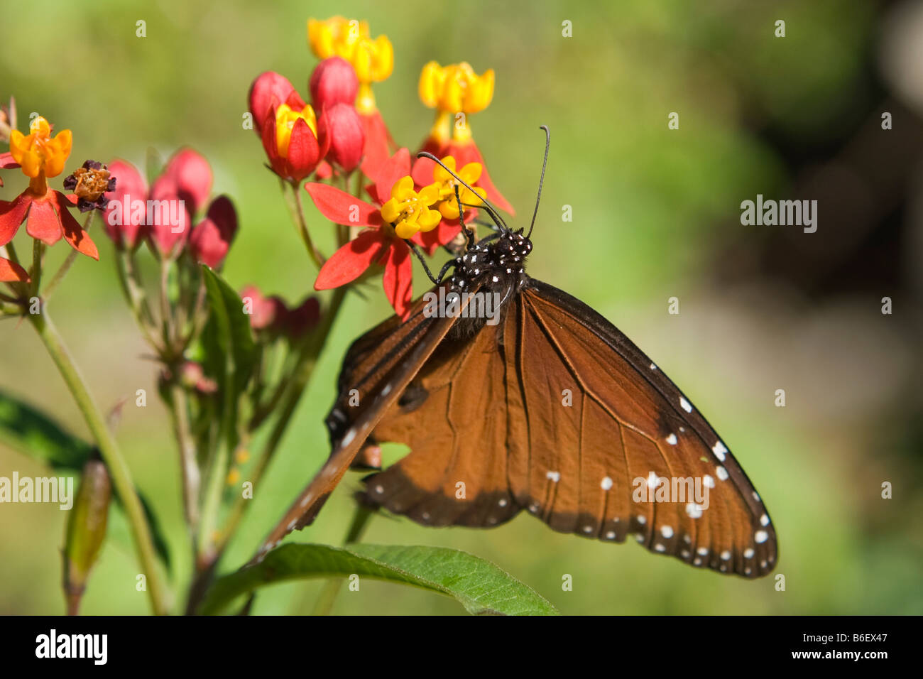 Queen Butterfly, Danaus gilippus, in Everglades National Park Florida Stock Photo Alamy
