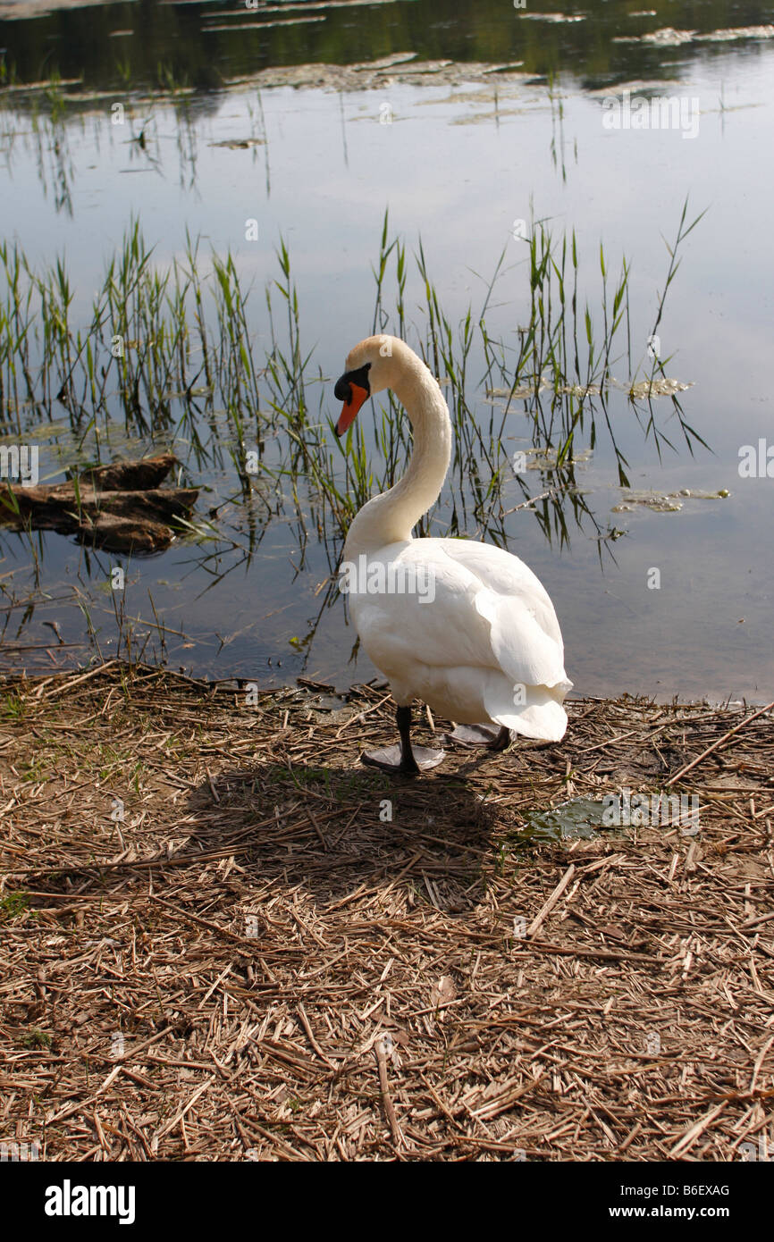 Swan on land hires stock photography and images Alamy