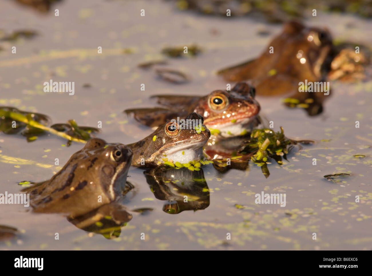 British frogs hires stock photography and images Alamy