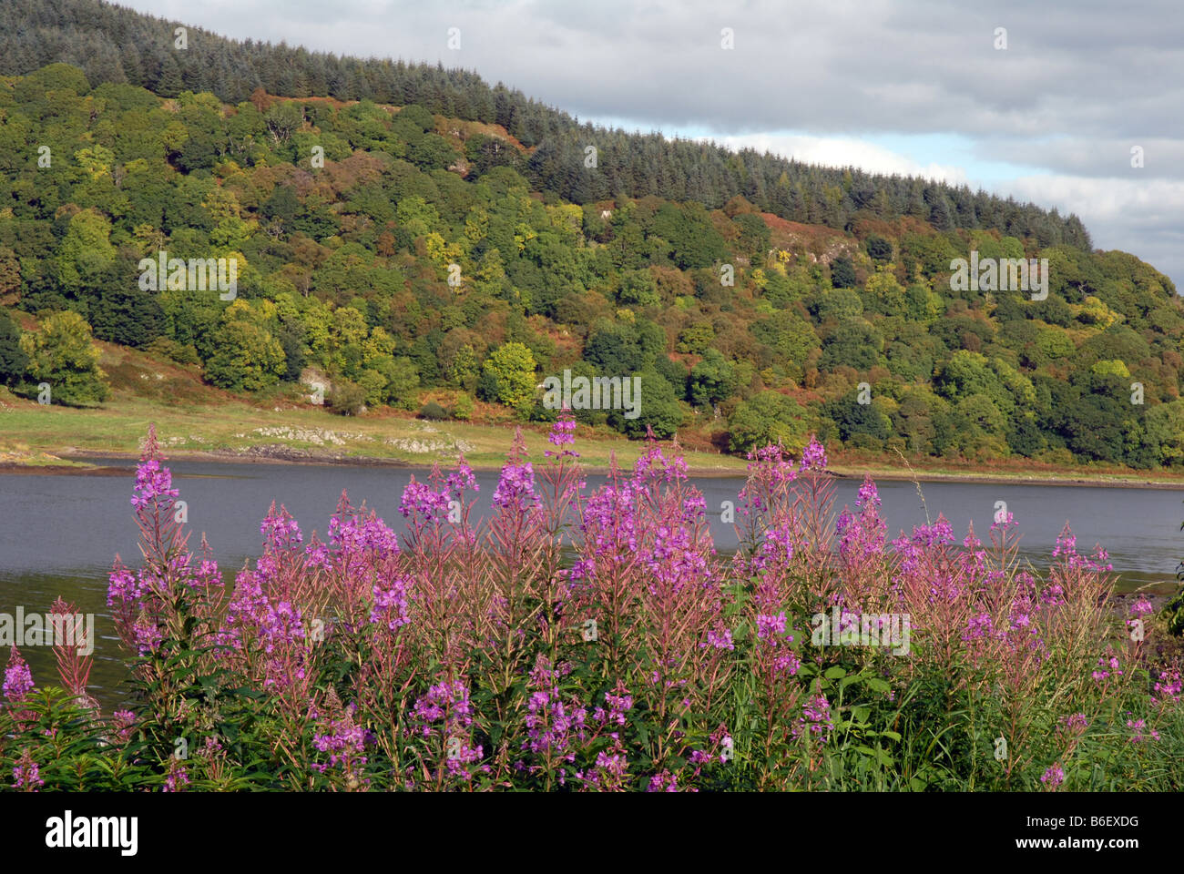 Rosebay Willowherb growing beside Scottish Loch Stock Photo