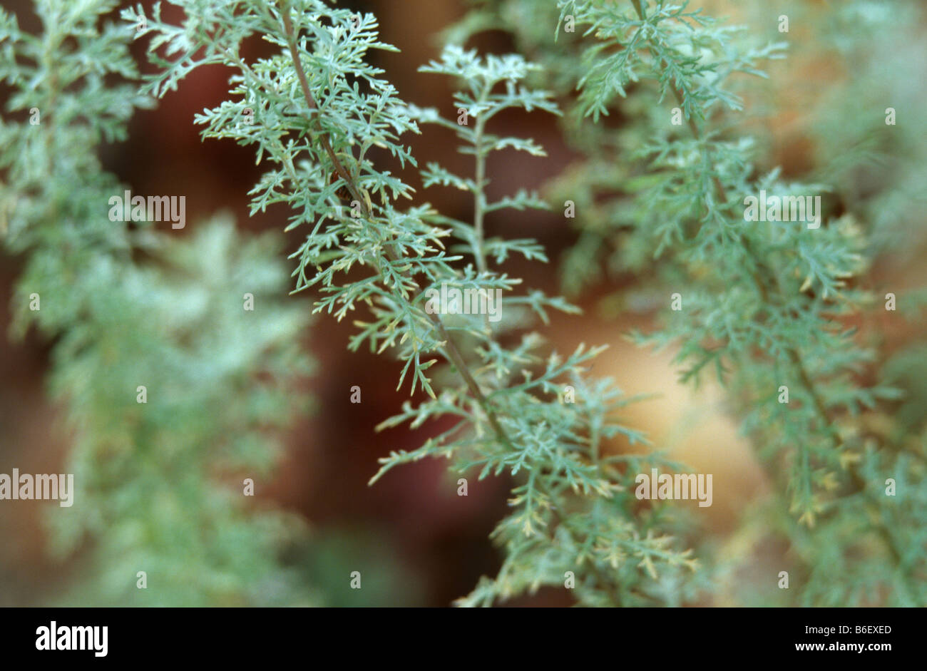 Roman wormwood (Artemisia pontica), sprout Stock Photo