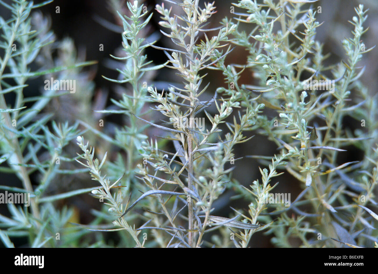 Louisiana sagewort, western mugwort, white sage (Artemisia ludoviciana), habit Stock Photo