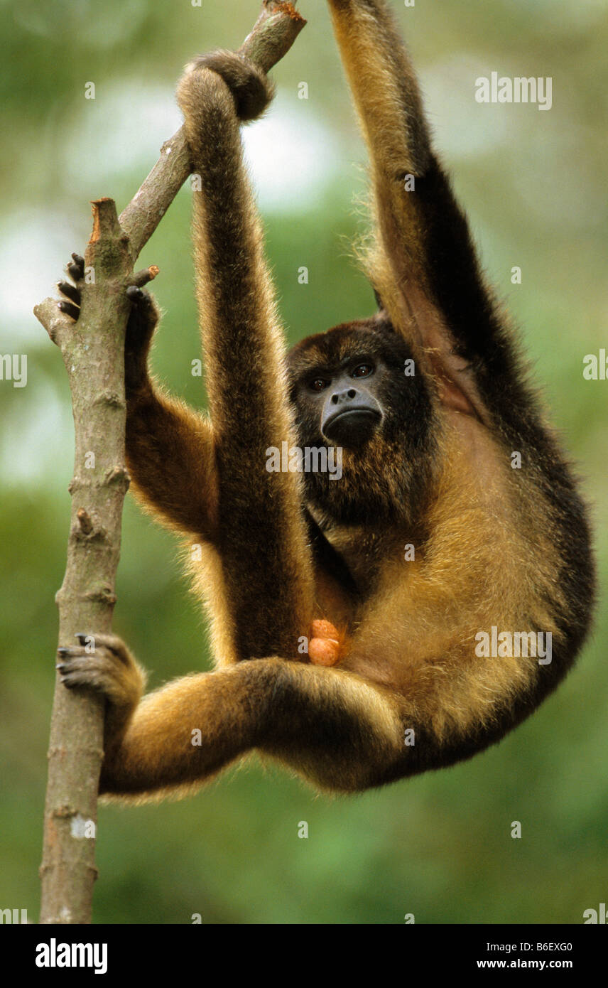 BLACK HOWLER MONKEY male Alouatta caraya Showing use of prehensile tail