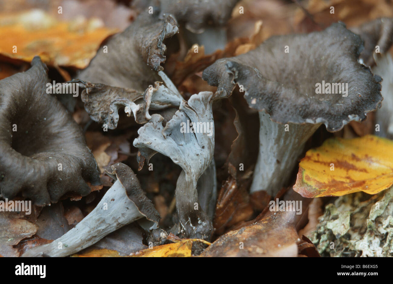 horn of plenty (Craterellus cornucopioides), on forest ground Stock Photo