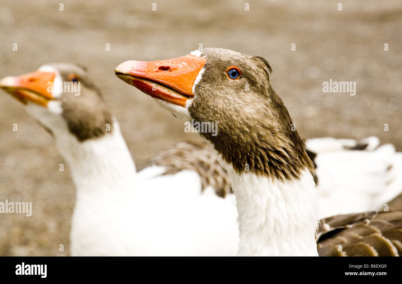 dragor goose geese. anser anser Stock Photo