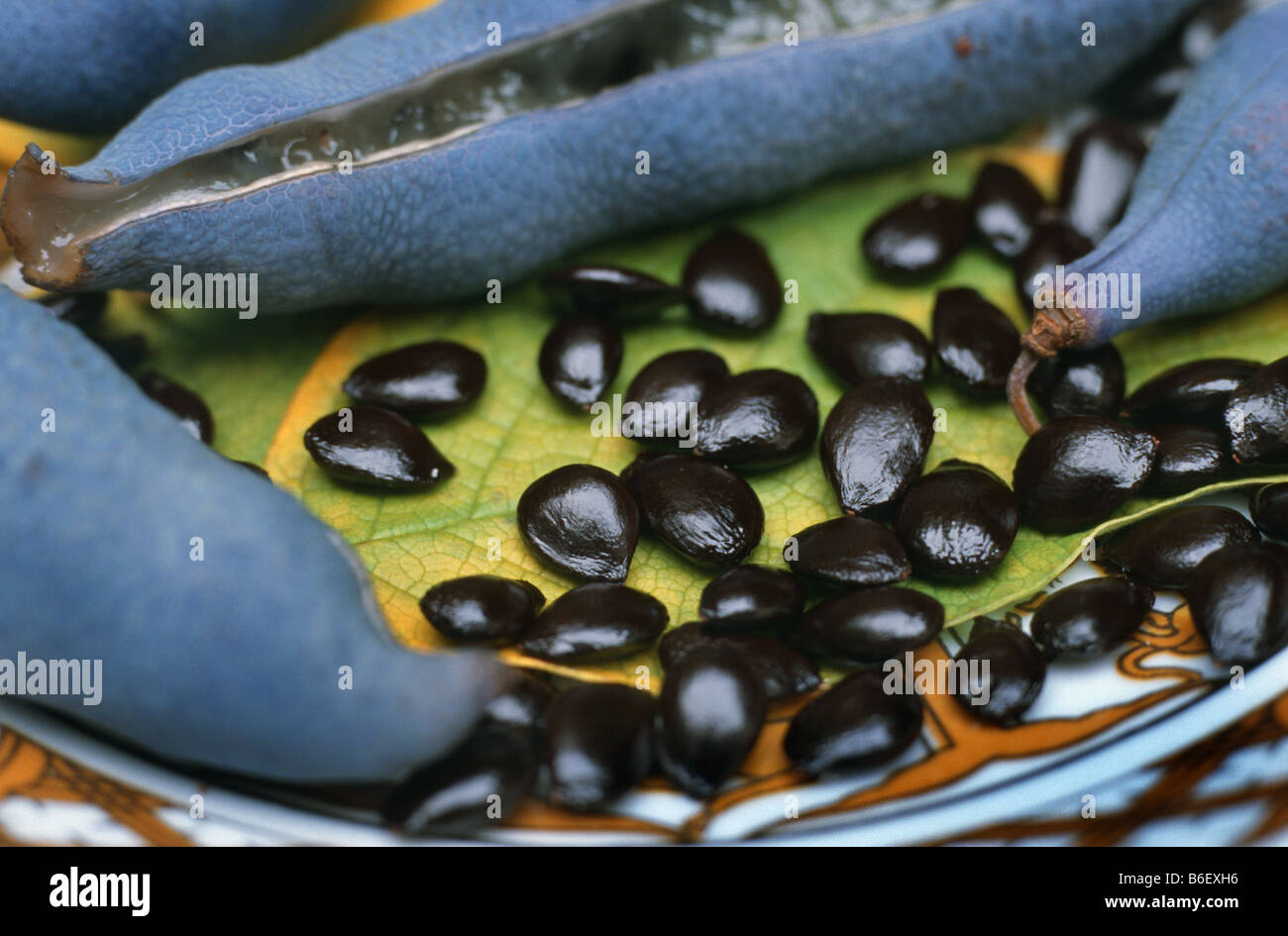 Dead Man's Fingers, Blue bean shrub, Blue bean tree (Decaisnea fargesii), blue fruits and black seeds Stock Photo