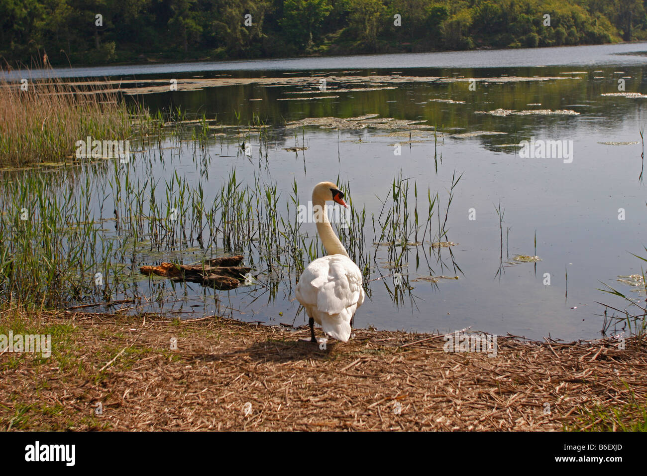 White mute Swan on land Bosherston lilliponds Bosheston lilipond