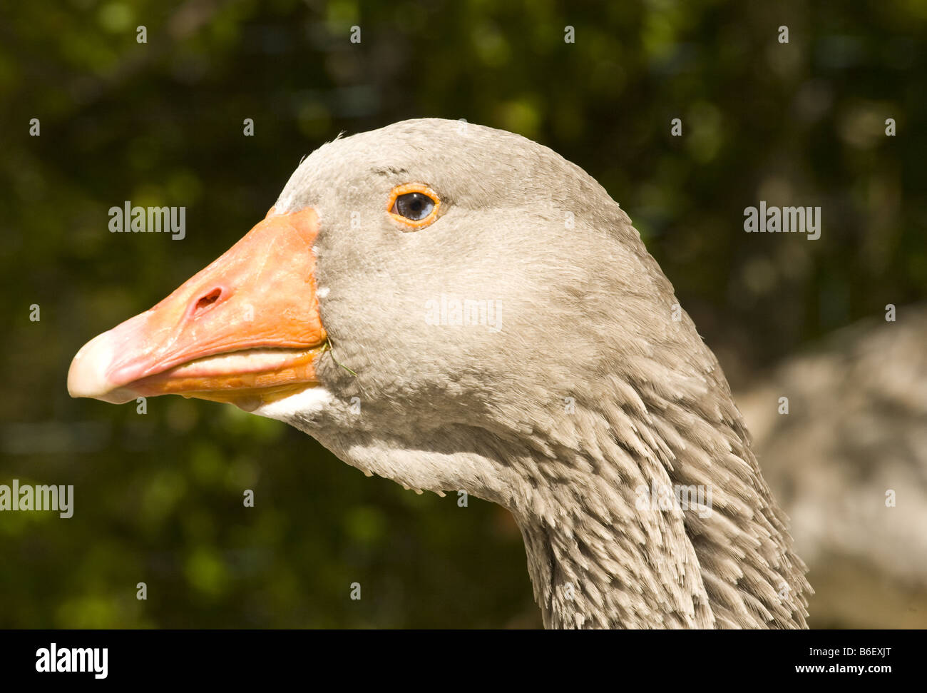 dragor goose geese. anser anser Stock Photo