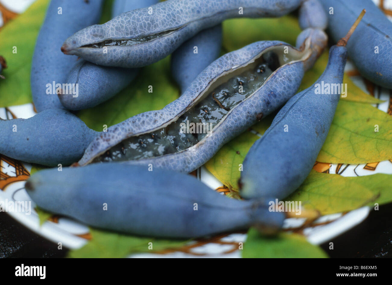 Dead Man's Fingers, Blue bean shrub, Blue bean tree (Decaisnea fargesii), blue fruits Stock Photo