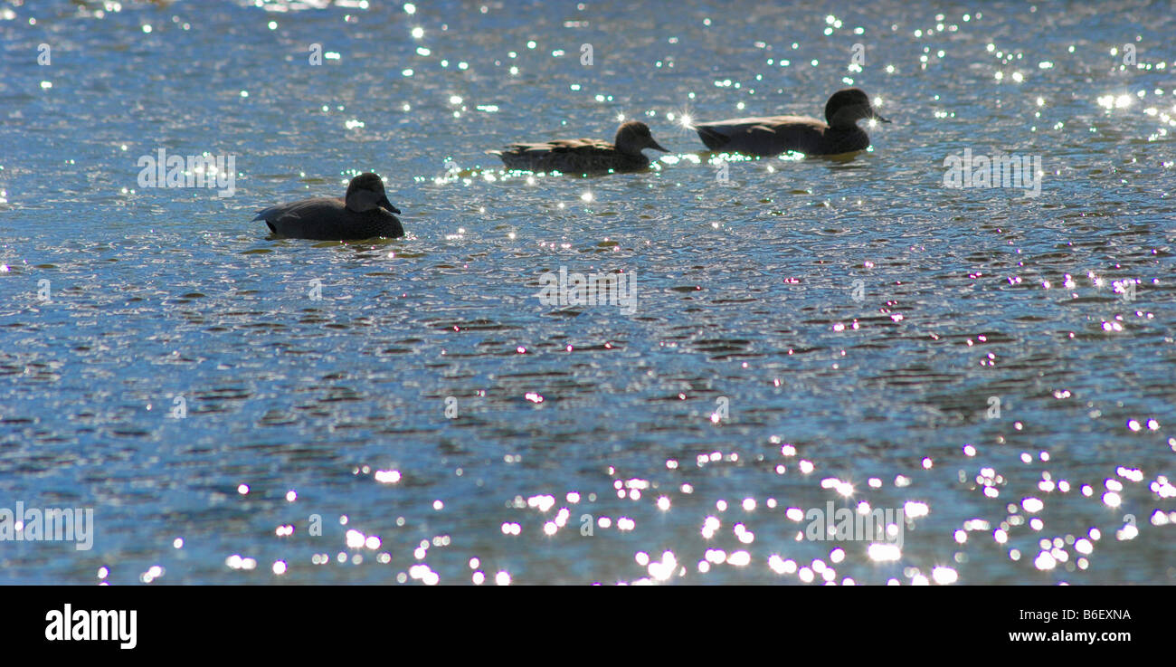 Three ducks on shimmering lake with sparkling water Stock Photo