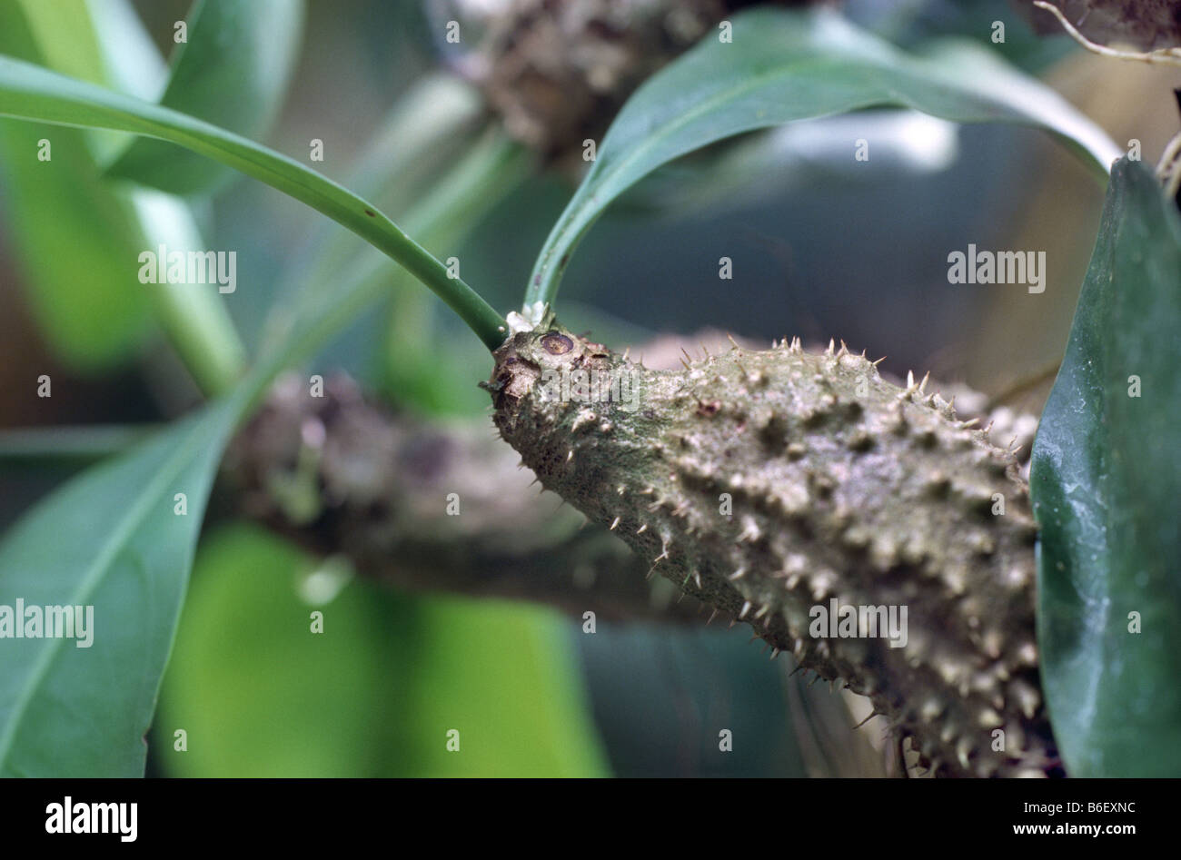 ant plant (Myrmecodia echinata), habit Stock Photo