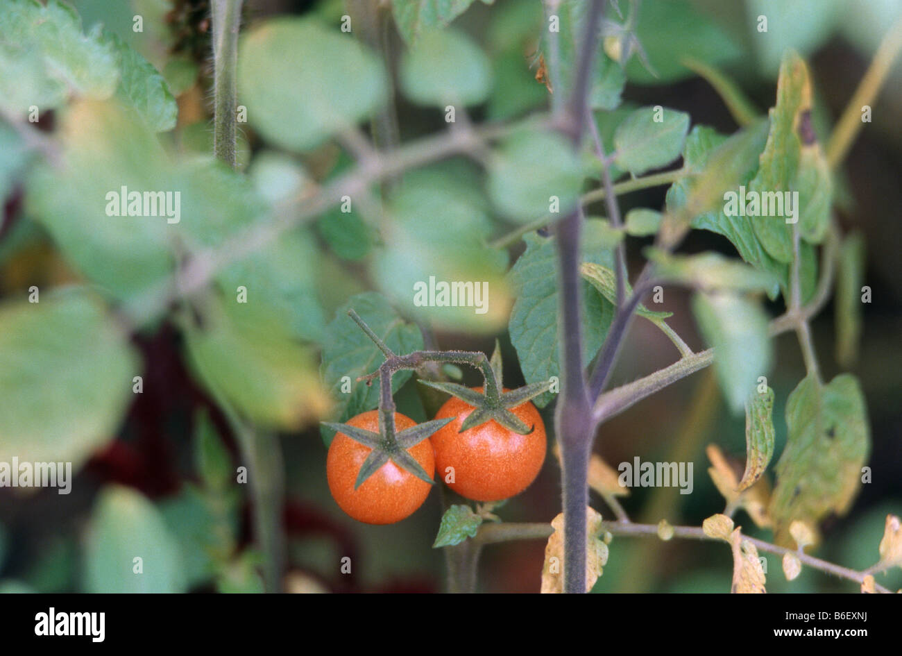 garden tomato (Solanum lycopersicum var. pimpinellifolium, Lycopersicon esculentum var. pimpinellifolium, Lycopersicon pimpinel Stock Photo