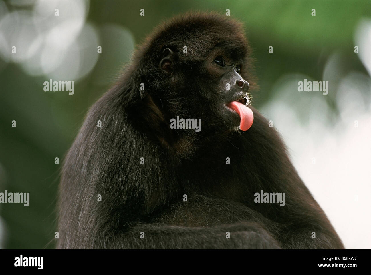 COLOMBIAN BLACK or BROWN-HEADED SPIDER MONKEY Ateles fusciceps sticking