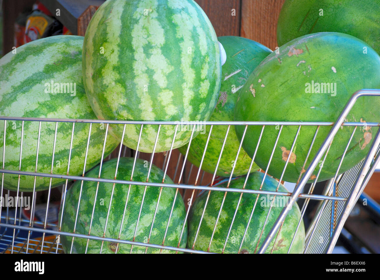 A shopping basket full of Watermelons Stock Photo