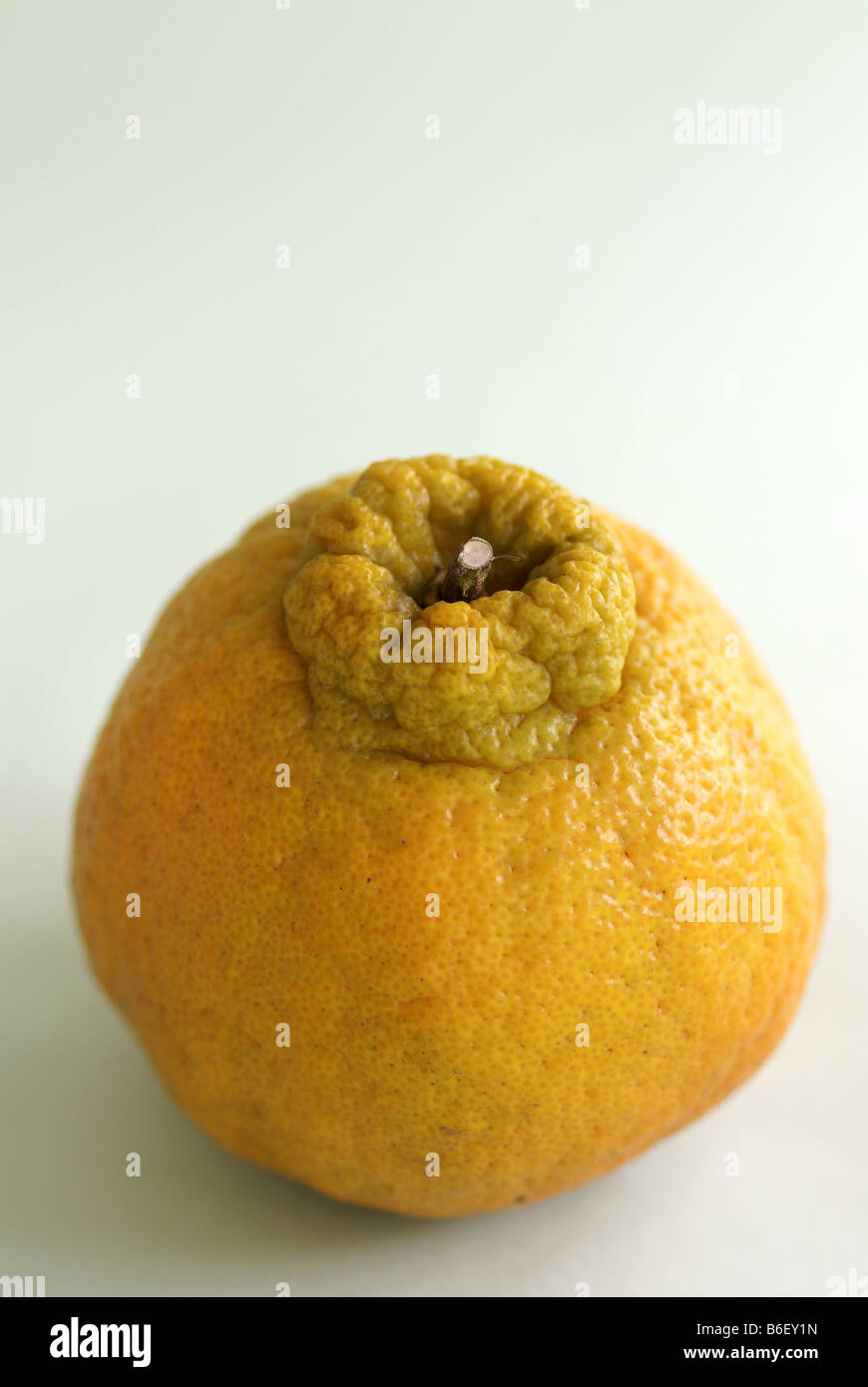 Kiyomi orange hi-res stock photography and images - Alamy Kiyomi orange hi-res stock photography and images - Alamy
