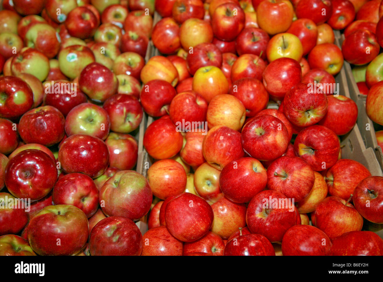 Harvest agriculture food feeding hungry apple pie apple juice orchard