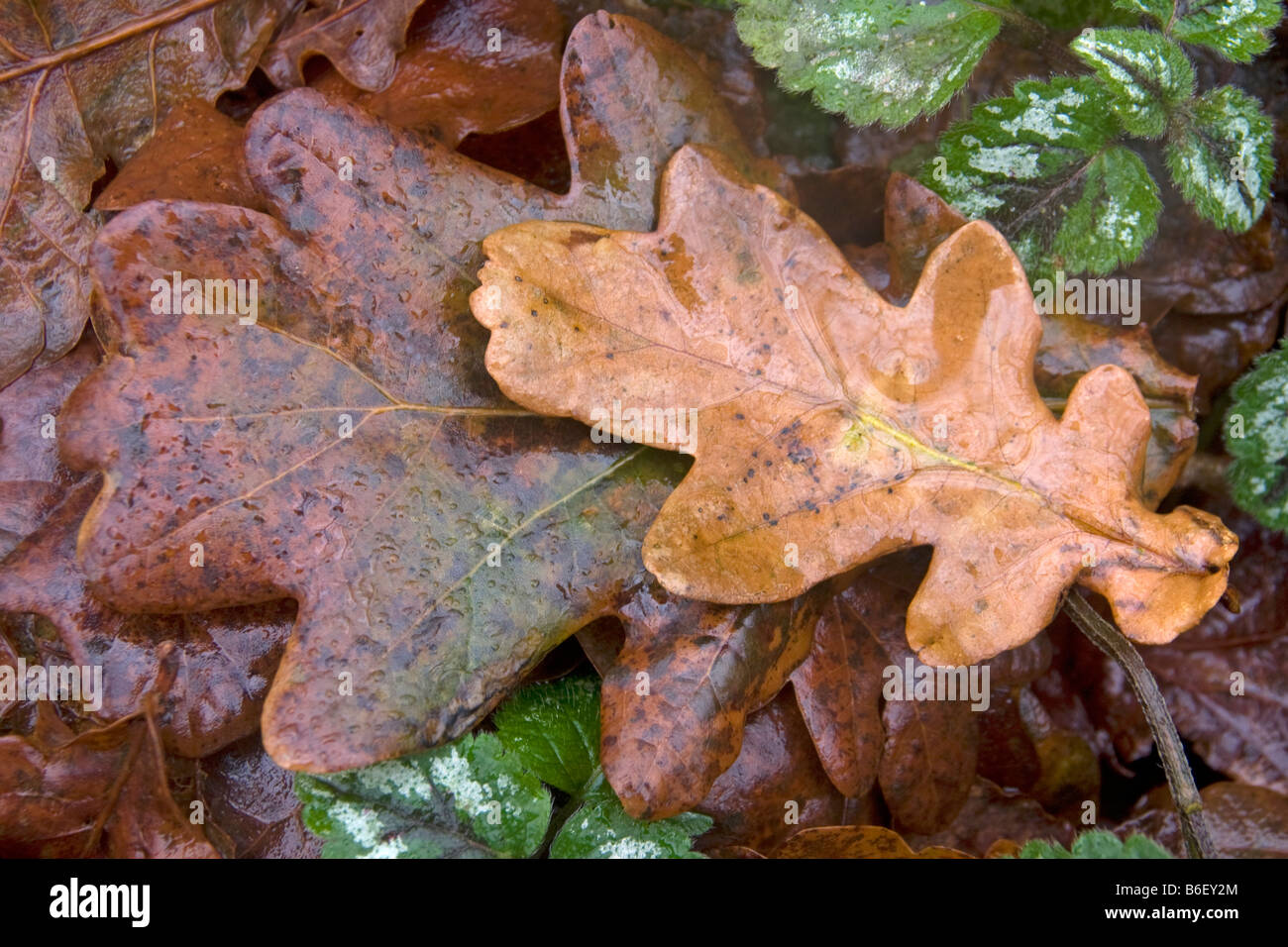 Close of of wet oak leaves in winter woodlands Stock Photo