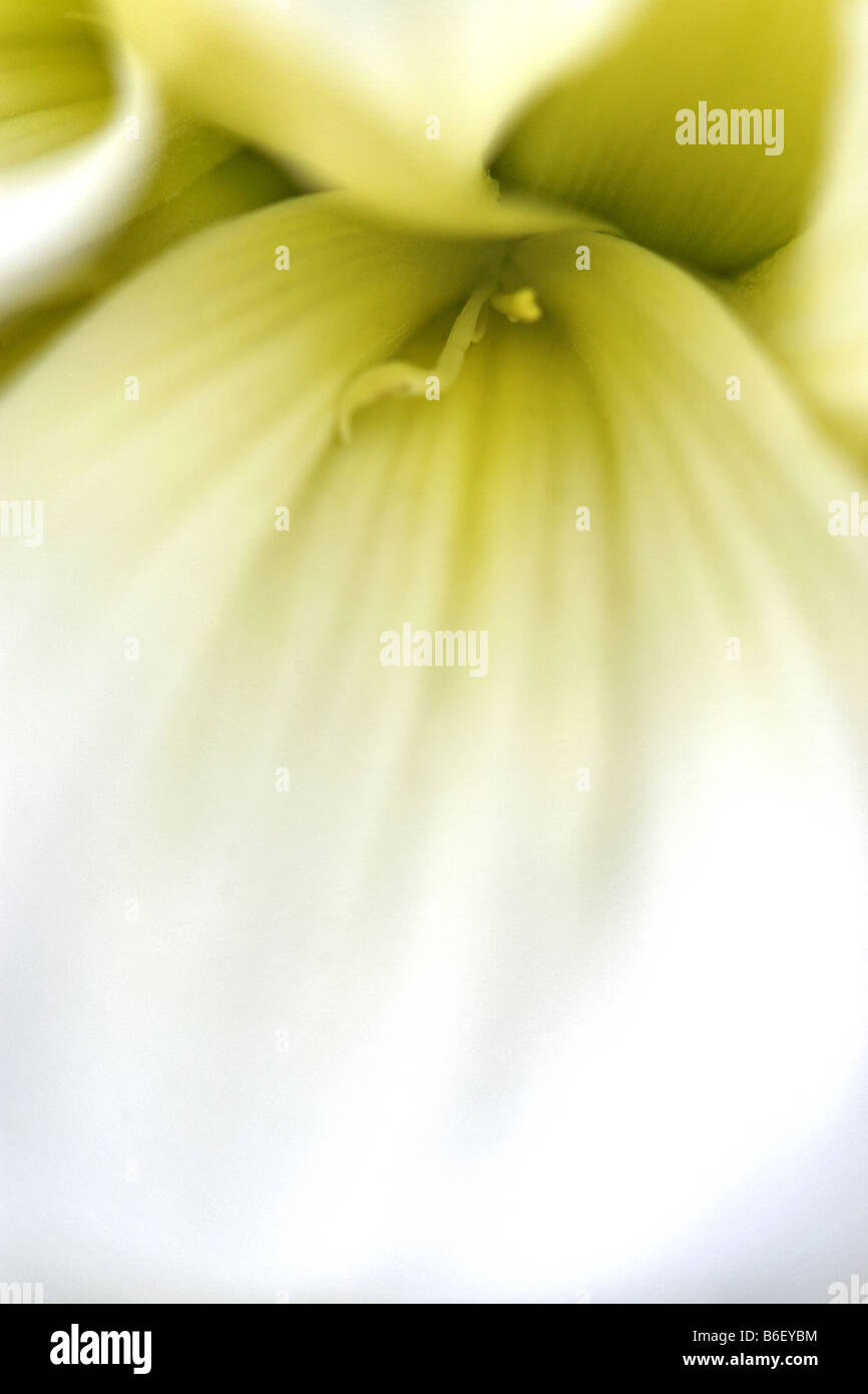 georgina (Dahlia spec.), macro shot of a petal Stock Photo