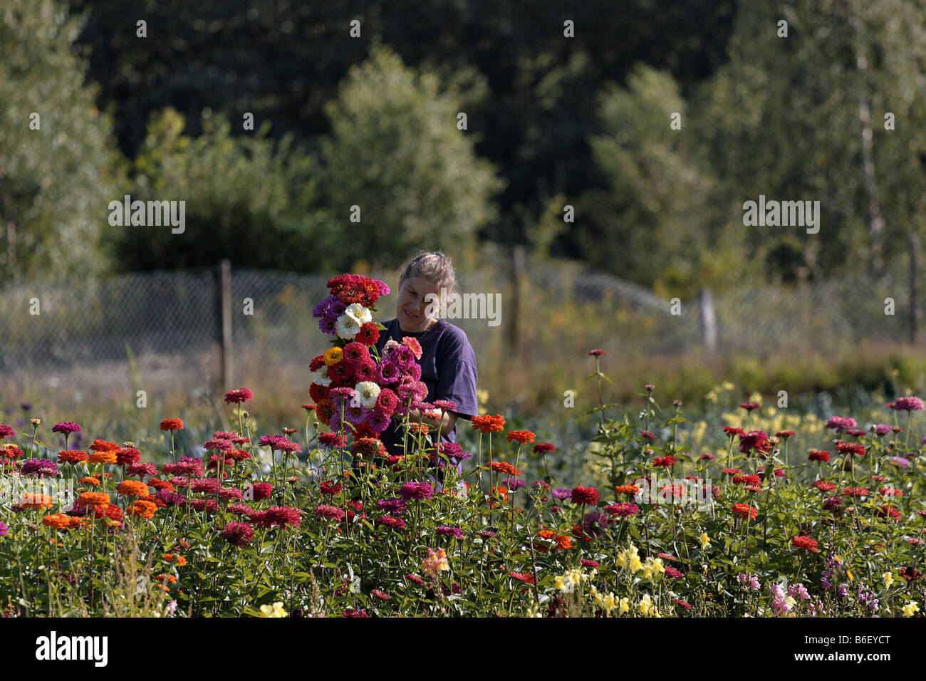 Zinnia, Youth-and-old age, Common Zinnia (Zinnia elegans), woman picking a bunch of Zinnia flower, Germany Stock Photo