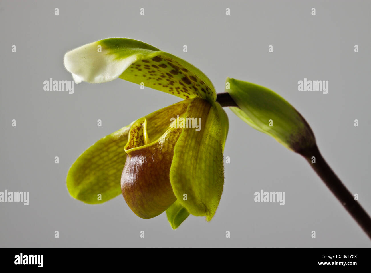 orchid of the Paphiopedilum sp genre also known as lady slipper Stock Photo