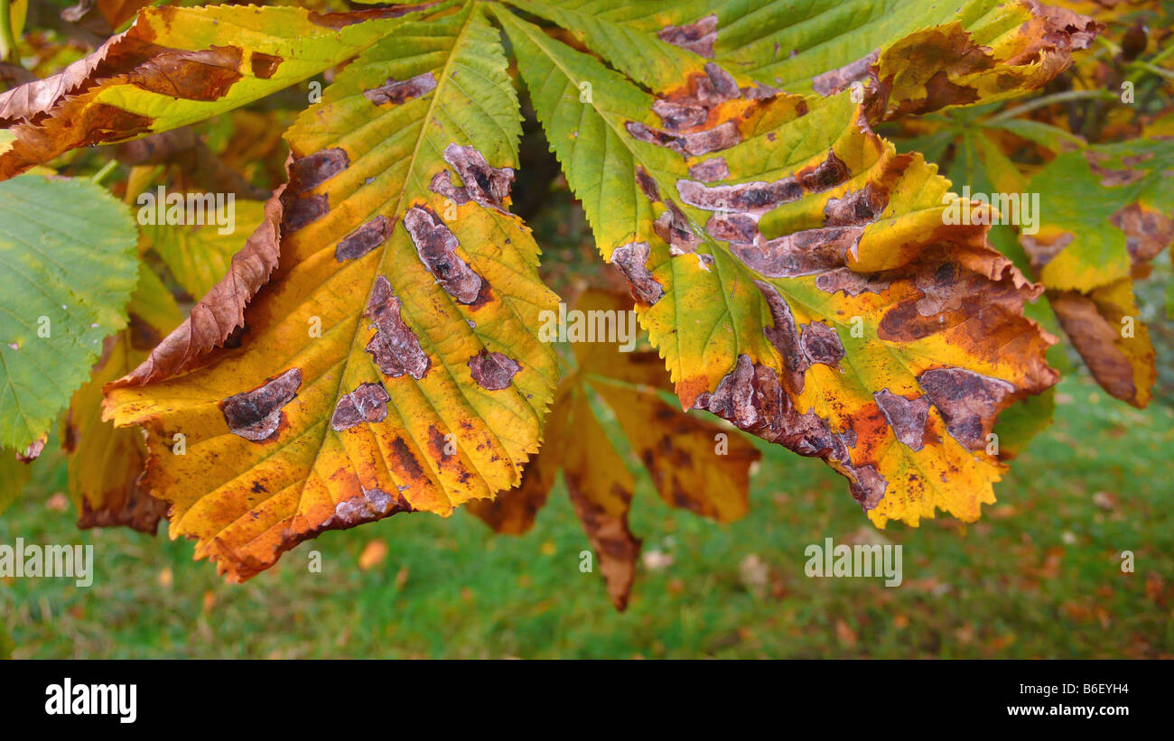 common horse chestnut (Aesculus hippocastanum), plant disease, horse