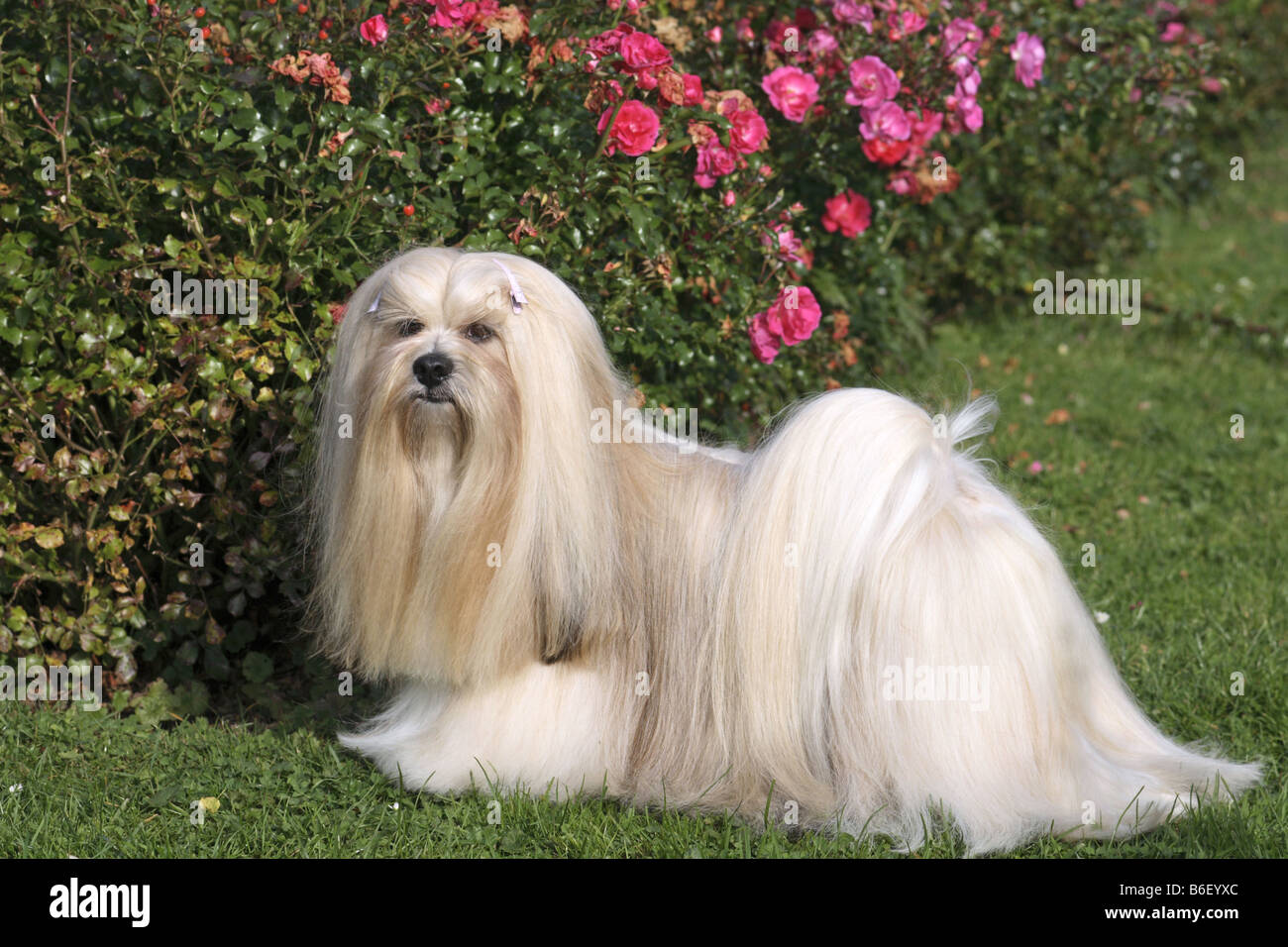 Lhasa Apso (Canis lupus f. familiaris), standing in lawn Stock Photo