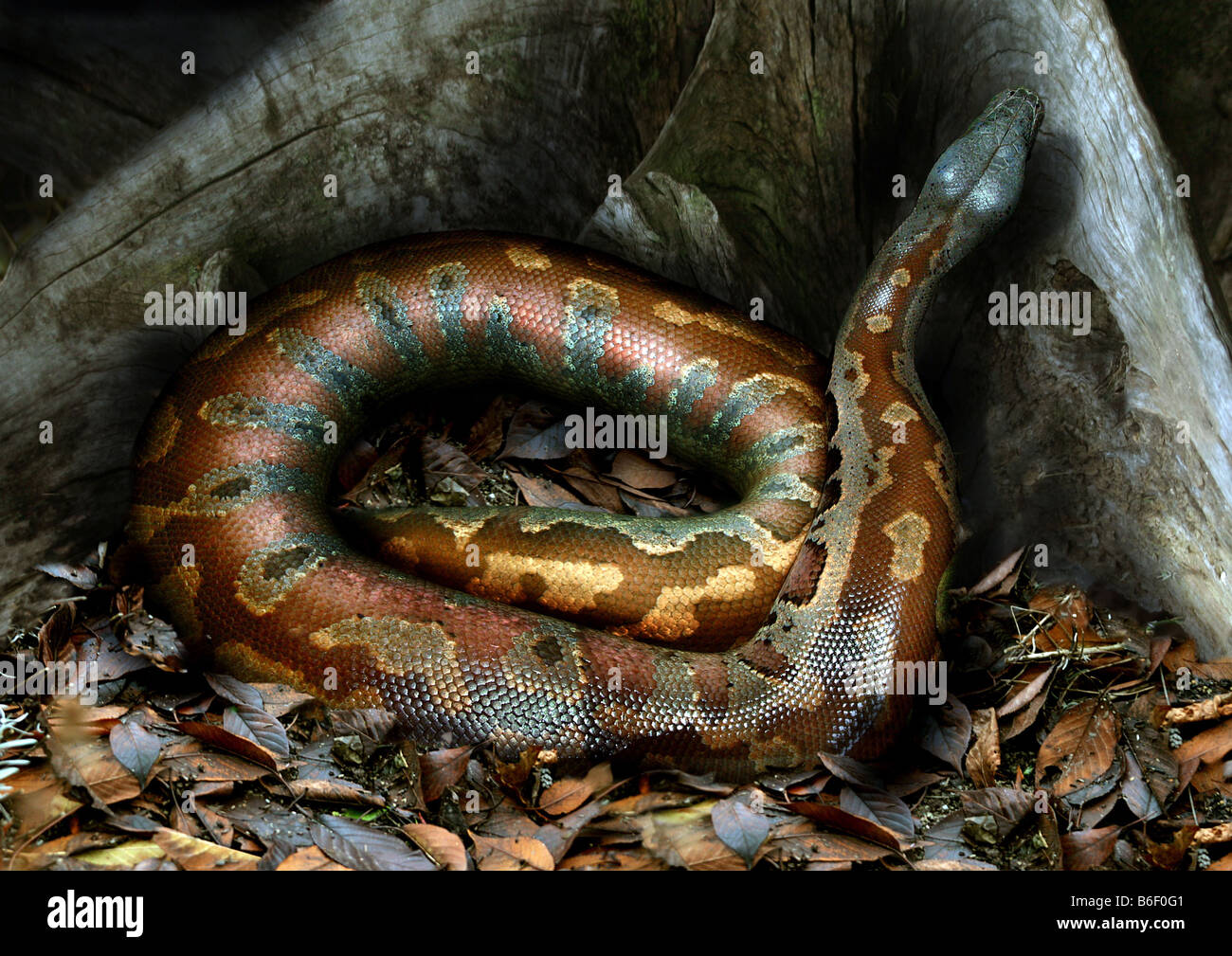 Small python hi-res stock photography and images - Alamy