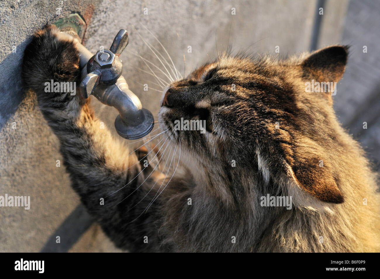 Cat drinking from a tap hires stock photography and images Alamy