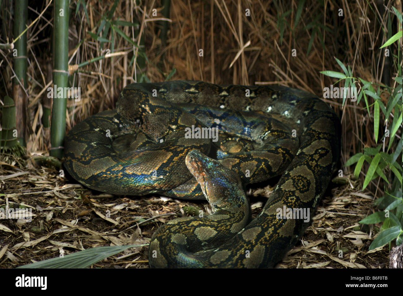 Reticulated python, Diamond python, Java rock python (Python reticulatus), rolled up on ground Stock Photo