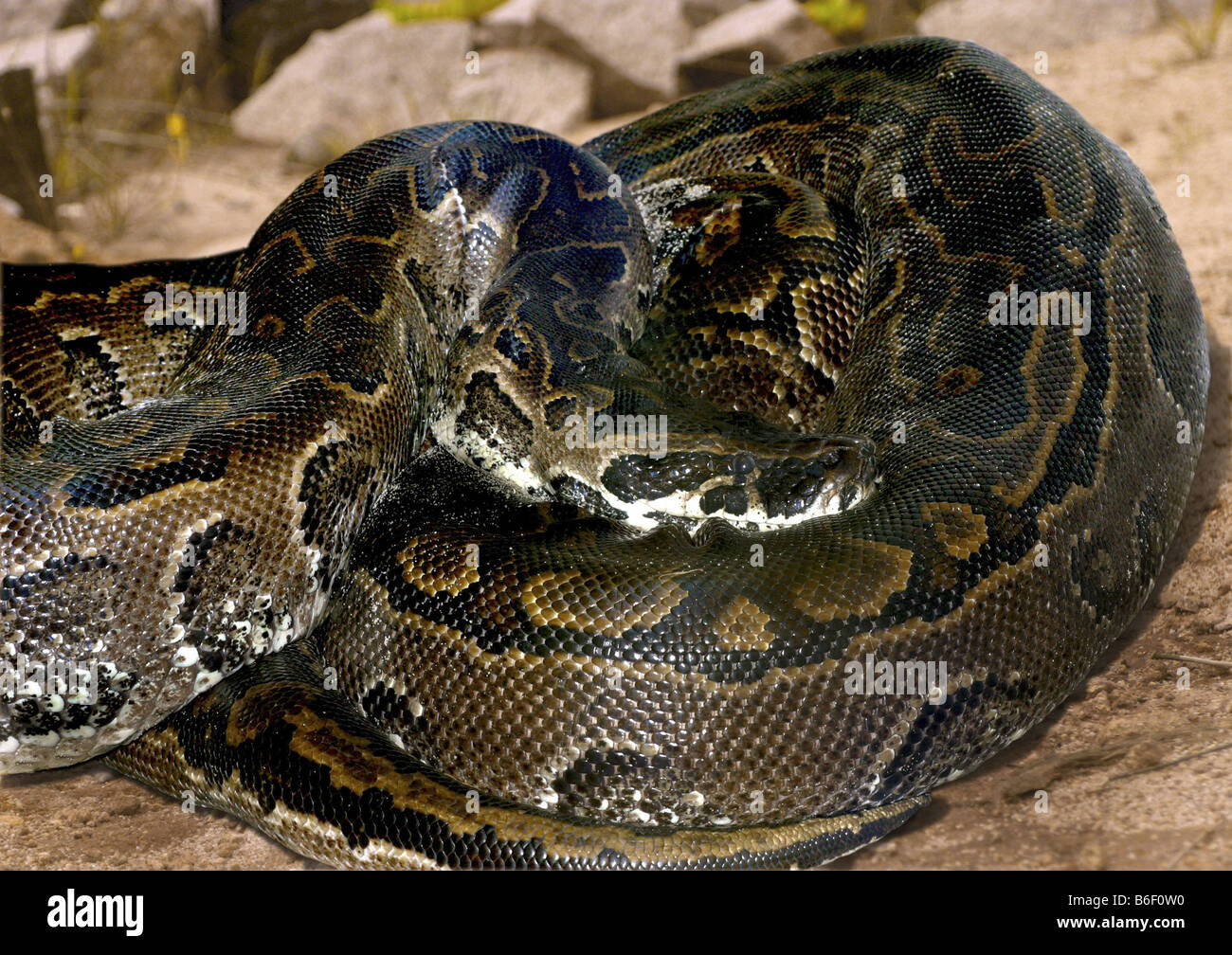African python, water python, African rock python (Python sebae), rolled up Stock Photo