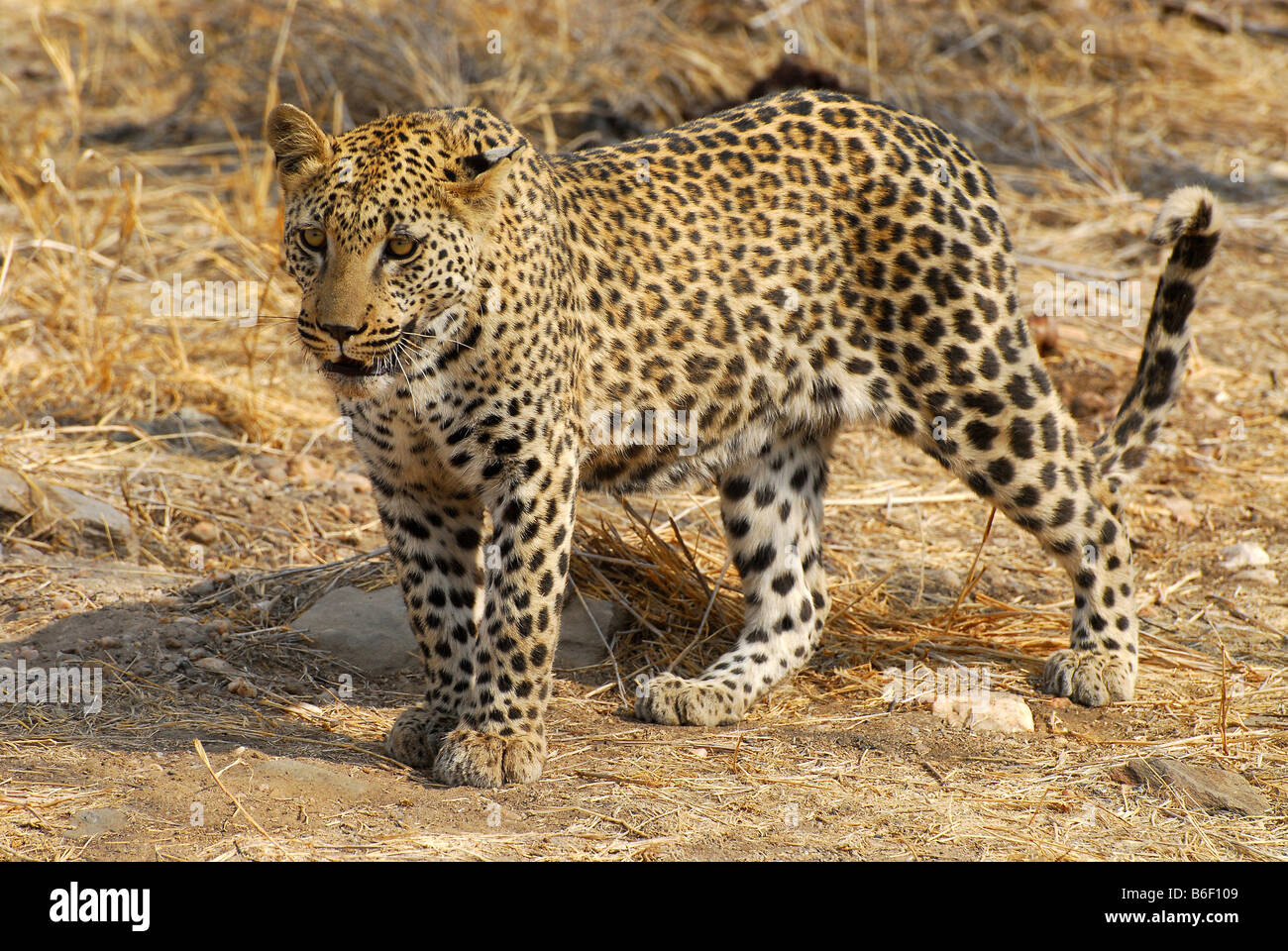 Leopard (Panthera pardus), Duesternbrook Guest Farm, Okahandja, Namibia, Africa Stock Photo