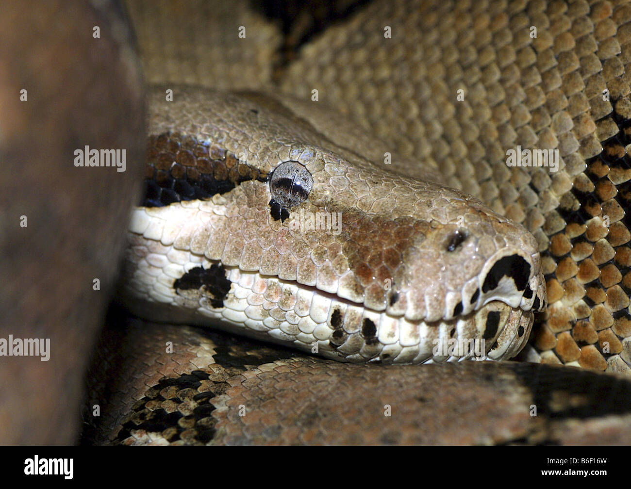 leugenaar Beginner Het spijt me Red-tailed Boa (Boa constrictor), head Stock Photo - Alamy