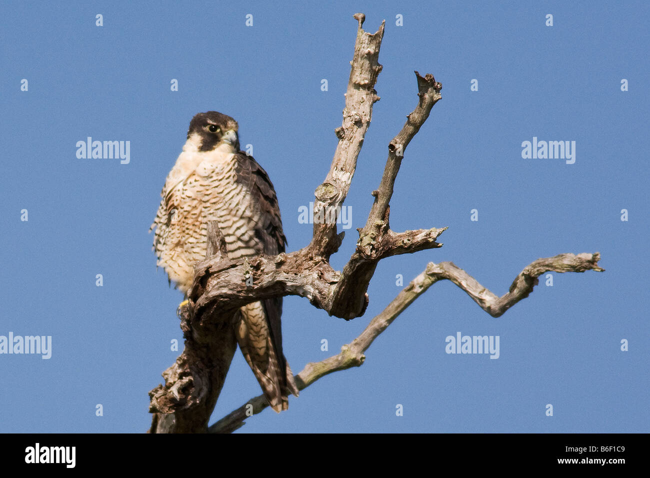 Cooper's Hawk, Accipiter cooperii, in Everglades National Park Florida ...