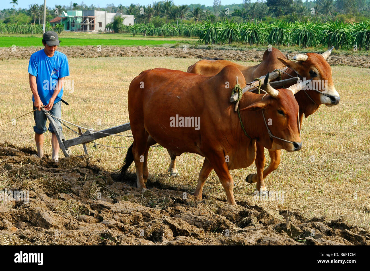 Farmers ploughing a field with cattle High Resolution Stock Photography