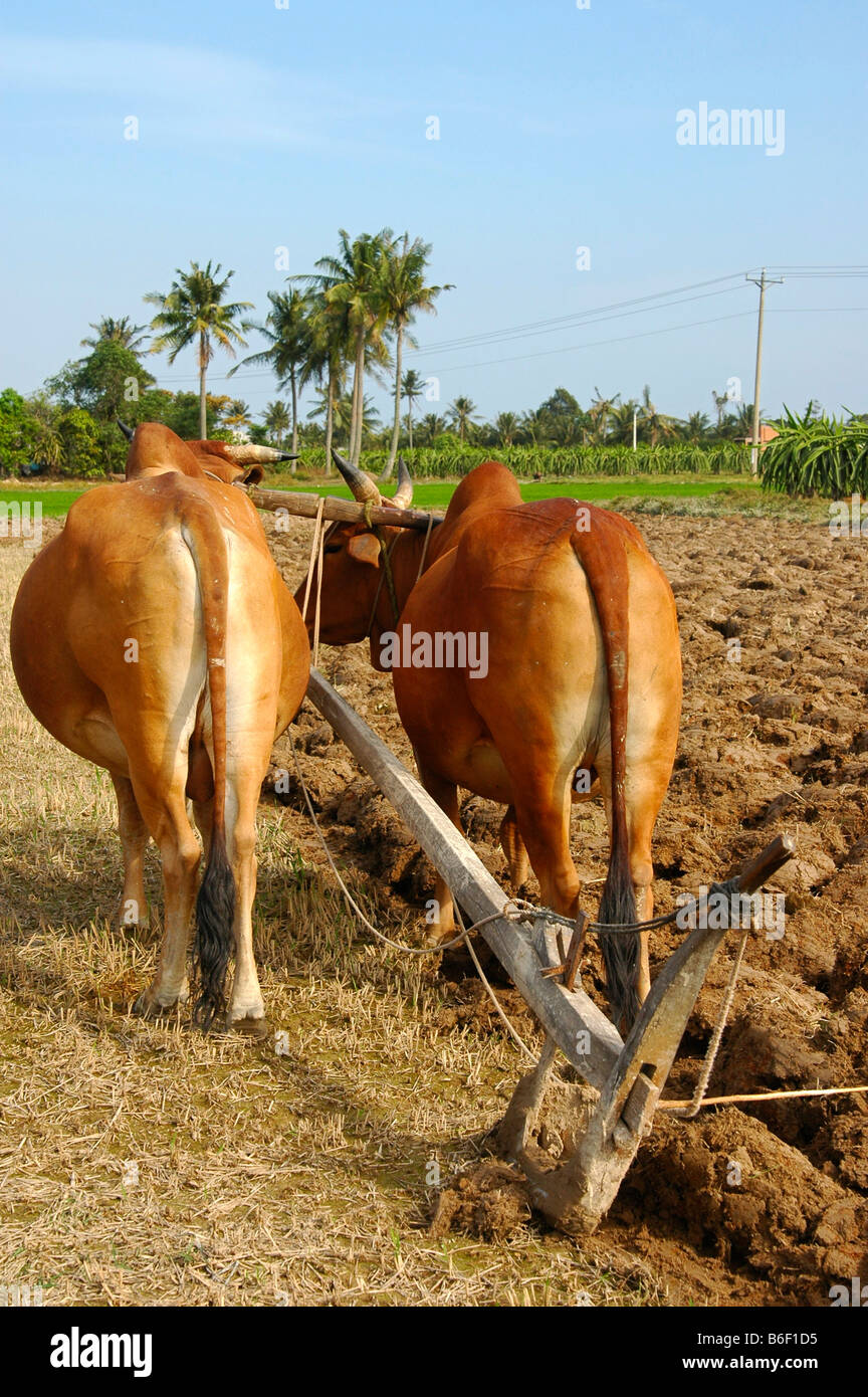 Harnessed humped cattle pulling a simple single blade plow through a ...