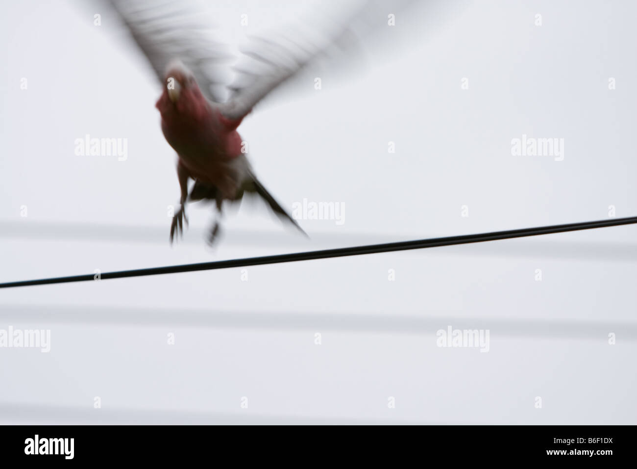 Motion blur as a galah jumps into flight from a wire Stock Photo