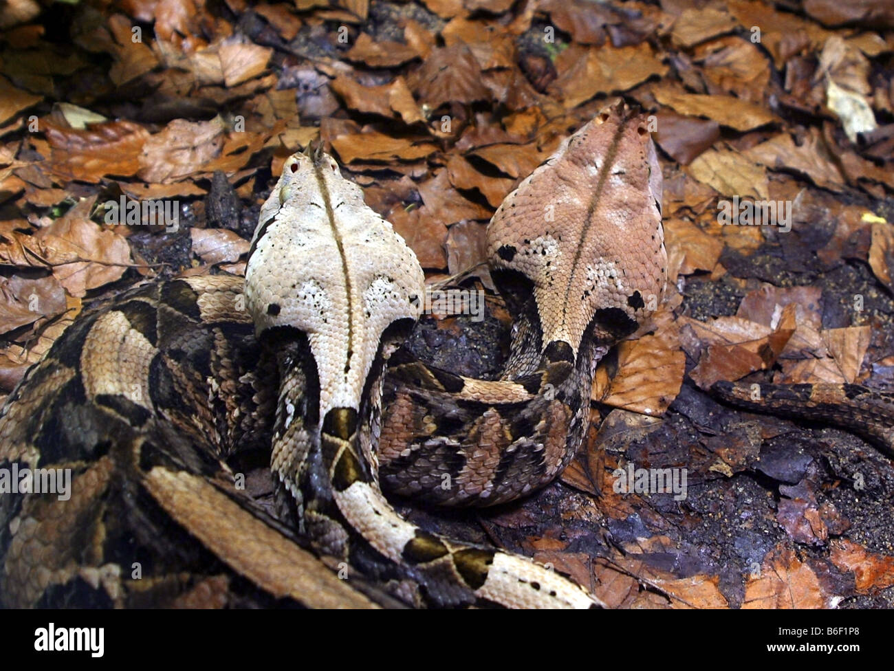 Viper gaboon North Carolina