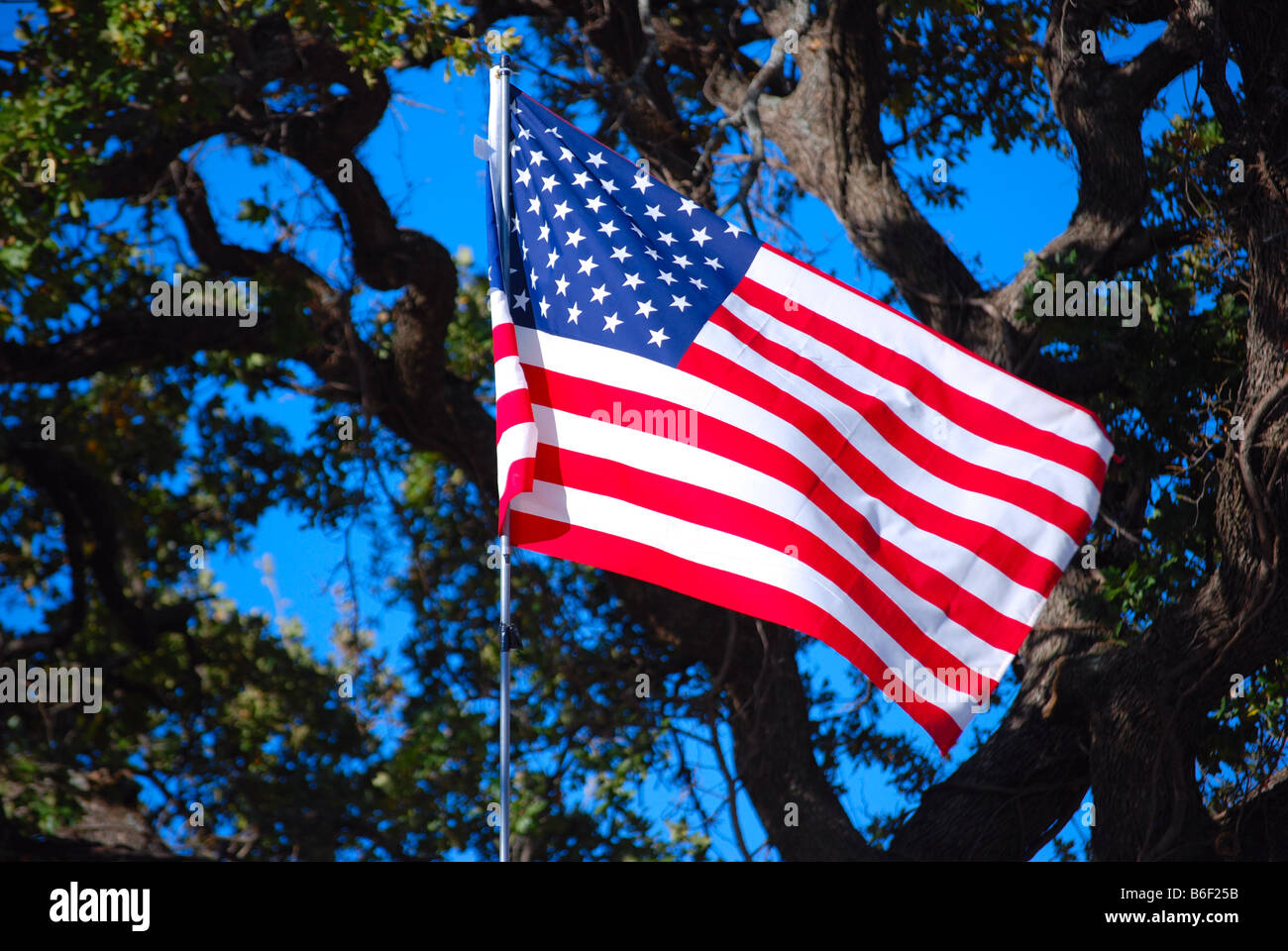 American flag blowing in the wind with trees in the background Stock Photo