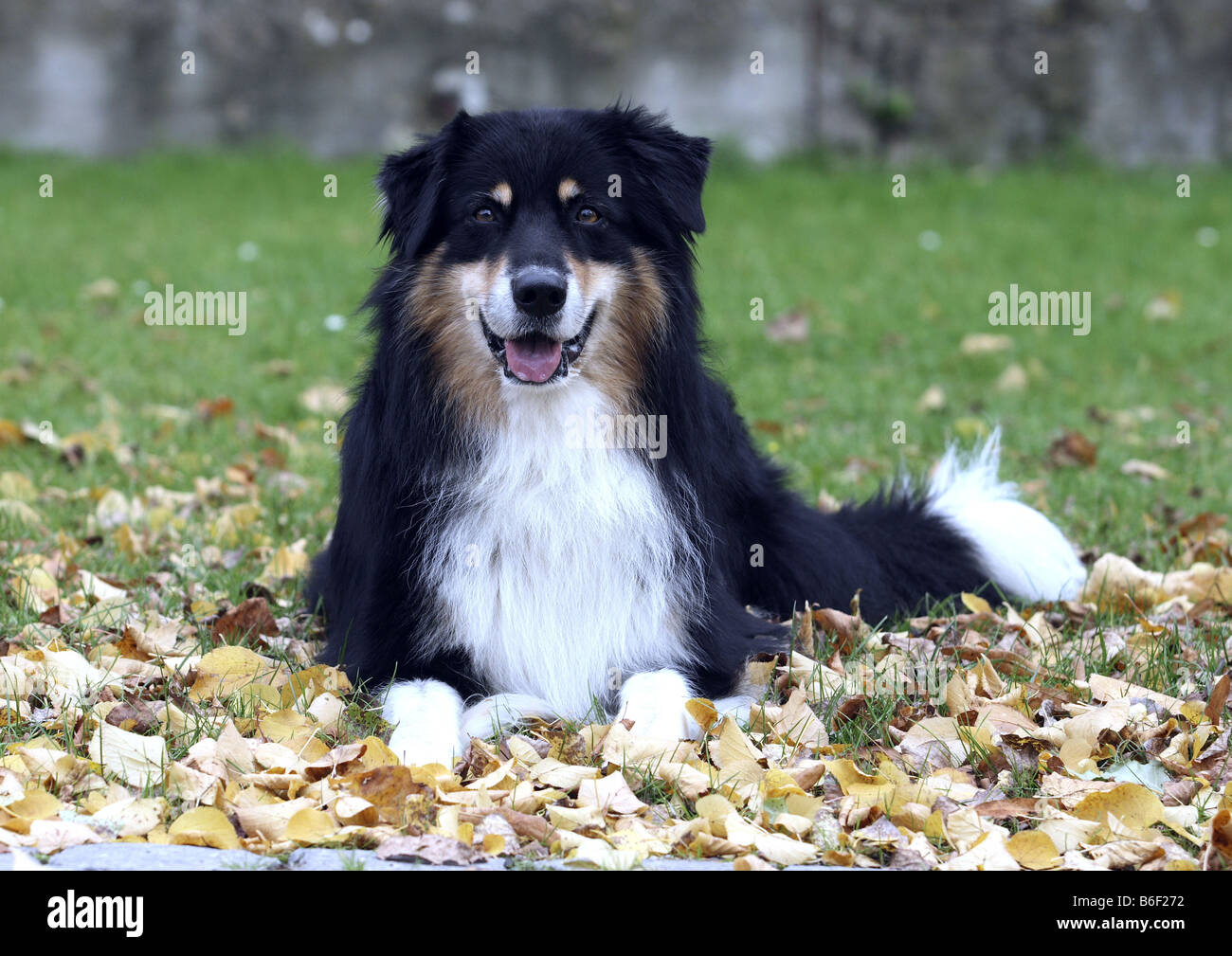 Australian Shepherd (Canis lupus f. familiaris), lys on meadow with autumn leaves, Germany Stock Photo