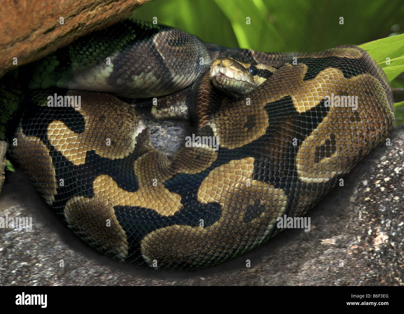 ball python, royal python (Python regius), rolled up, Africa Stock ...